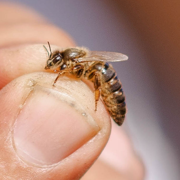 Collections – Uribe Honey Bees | The California Beekeeper